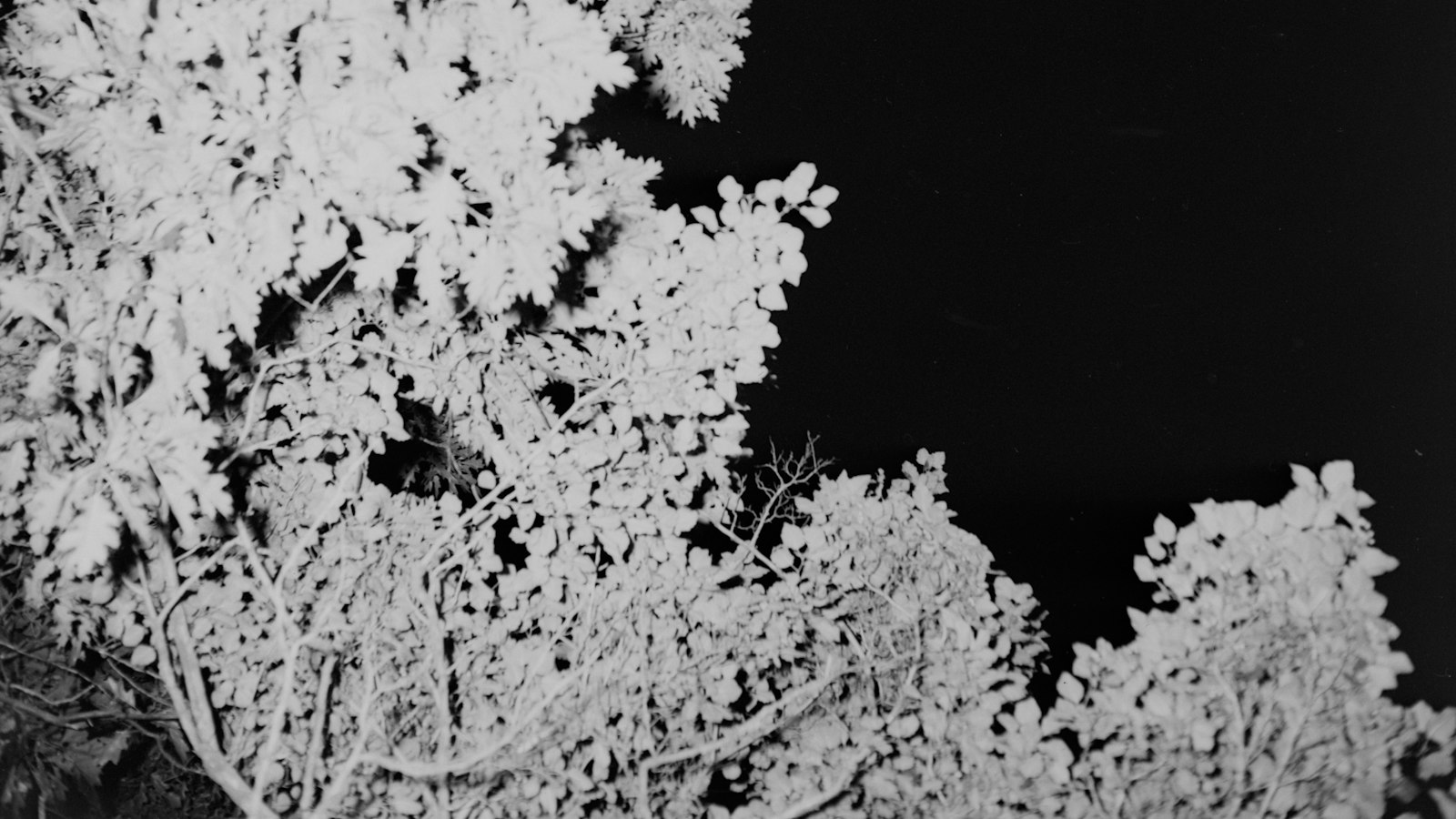 detail photograph